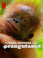 Cartel de La vida secreta de los orangutanes