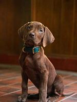 imagen de Scooby-Doo: El origen
