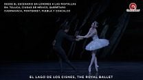 imagen de 'Royal Ballet and Opera: El lago de los cisnes' - Tráiler Oficial
