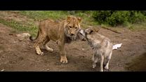 imagen de 'The Wolf and the Lion'- Tráiler oficial