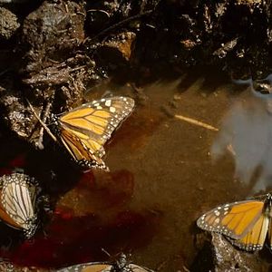 Foto El guardián de las monarcas