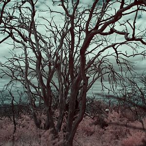 Foto El crepúsculo de las especies