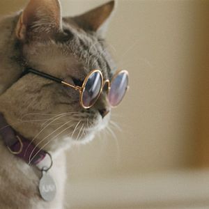 Foto American Cats: The Good, The Bad & The Cuddly