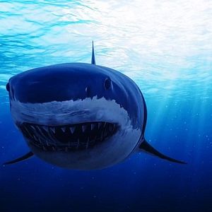 Foto Camp Blood: Clown Shark