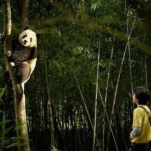 Foto Moon, Mi Amigo El Panda