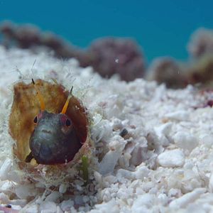 Foto Nuestros océanos