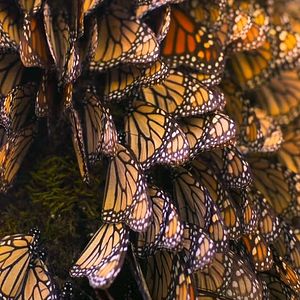 Foto Butterfly Journey