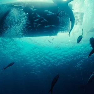 Foto  Animales peligrosos