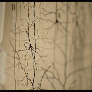Foto Ramón y Cajal: Dibujos en la retina