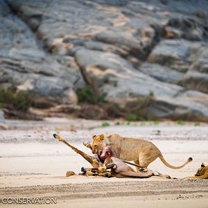 Foto Lions of the Skeleton Coast