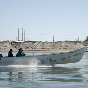 Foto El llanto de las tortugas