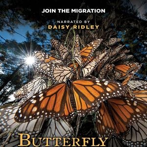 Foto Butterfly Journey