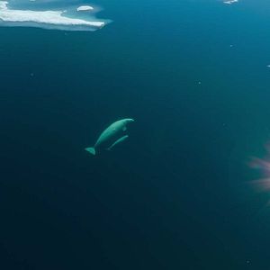 Foto Nuestros océanos