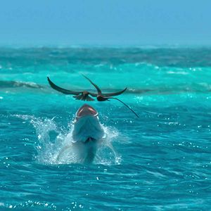 Foto Nuestros océanos