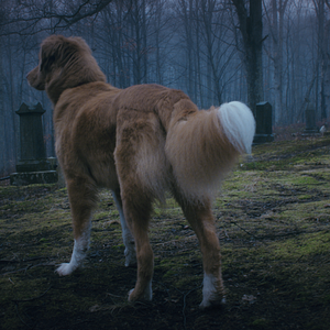 Foto Good Boy: Confía en su instinto