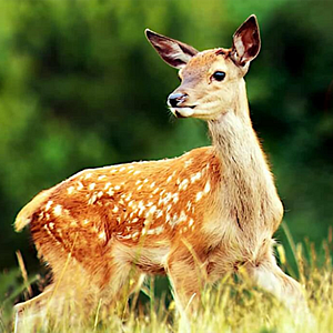 Foto Bambi: Una Aventura En El Bosque
