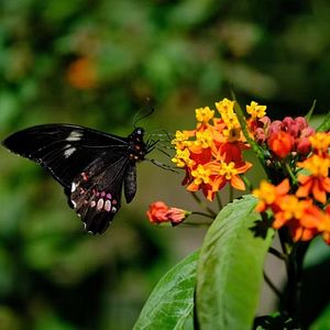 Foto Butterfly Journey