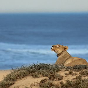 Foto Lions of the Skeleton Coast
