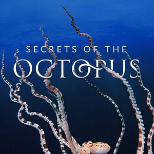 Foto Secretos de los pulpos