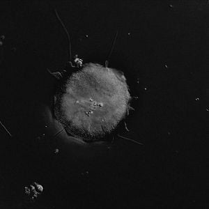 Foto Como todo mortal