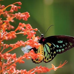Foto Butterfly Journey