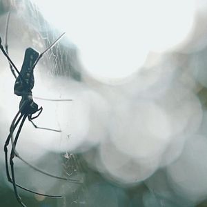 Foto Dreadful Chapters