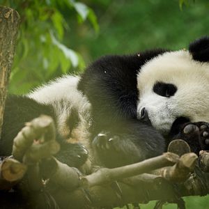 Foto Moon, Mi Amigo El Panda