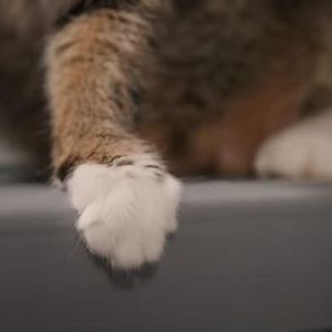 Foto American Cats: The Good, The Bad & The Cuddly