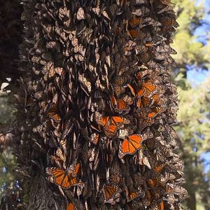 Foto Butterfly Journey