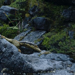 Foto Dinosaurios de la Antártida