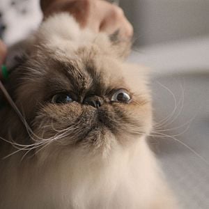 Foto American Cats: The Good, The Bad & The Cuddly