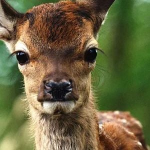 Foto Bambi: Una Aventura En El Bosque