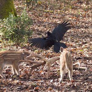 Foto Bambi: Una Aventura En El Bosque