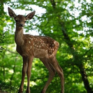 Foto Bambi: Una Aventura En El Bosque
