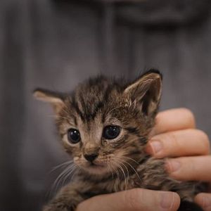 Foto American Cats: The Good, The Bad & The Cuddly