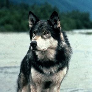 Foto Colmillo Blanco