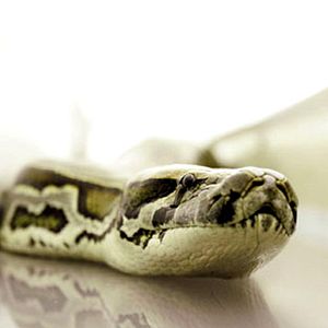 Foto Serpientes a bordo