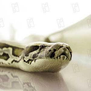 Foto Serpientes a bordo