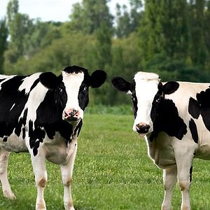 Foto La telaraña de Charlotte