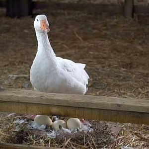 Foto La telaraña de Charlotte