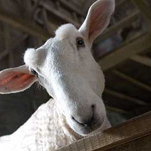 Foto La telaraña de Charlotte