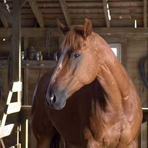 Foto La telaraña de Charlotte