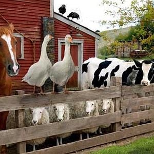 Foto La telaraña de Charlotte