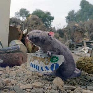 Foto La telaraña de Charlotte