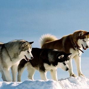 Foto Rescate en la Antártida