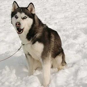 Foto Rescate en la Antártida