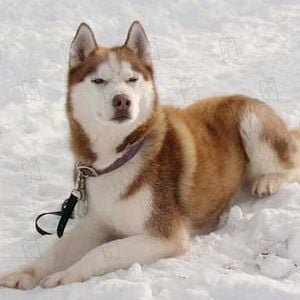 Foto Rescate en la Antártida