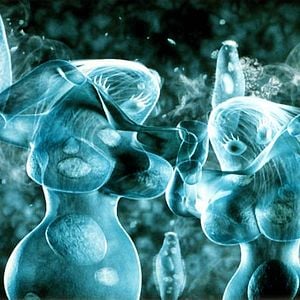 Foto Scary Movie 4: Descuartizados de miedo