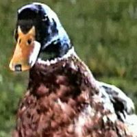 Foto Una niñera a prueba de balas