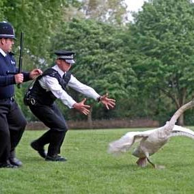 Foto Hot Fuzz: Super policías